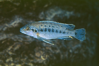 Pseudotropheus benetos 'Manda'